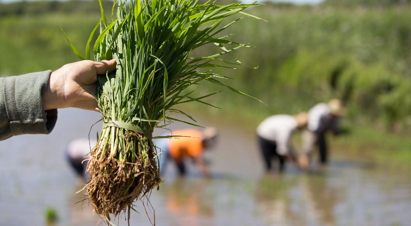 Experiências de refeições no conceito farm-to-table